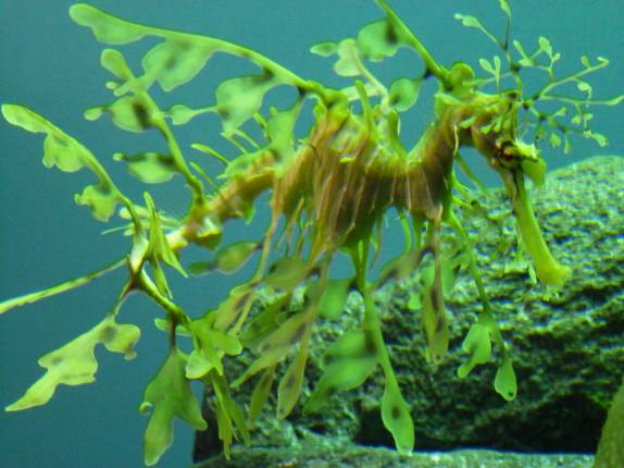 Isso aí é um cavalo-marinho muito bem fantasiado de planta, no Aquário de Monterey, no litoral da Califórnia, nos Estados Unidos